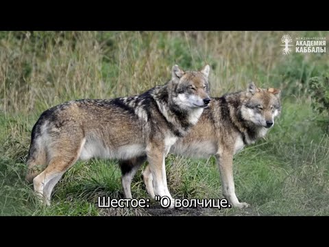 Видео: Чему надо научиться у волков. Взгляд каббалиста