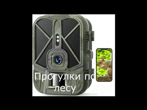 Видео: Фотоловушка WiFi940Pro Li - 20 03 2024 года