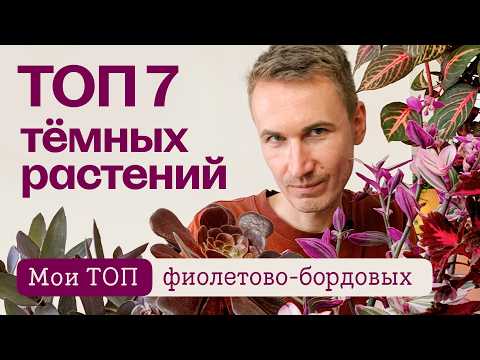 Видео: Топ 7 тёмных растений. Обзор моих краснолистных и бордоволистных.
