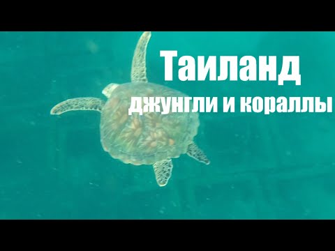 Видео: В джунгли Таиланда.  Часть 2.  К водопаду и на коралловый риф.