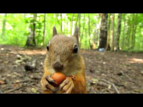 Видео: Белка урчит / Squirrel growls