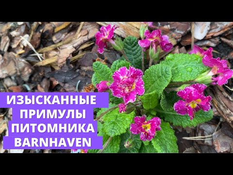 Видео: Примулы питомника Барнхавен (Barnhaven)
