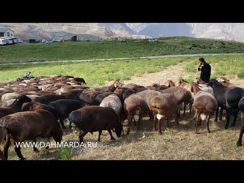 Видео: Элитные гиссарские бараны производители на летних пастбищах. Взаимоотношения аборигенных САО