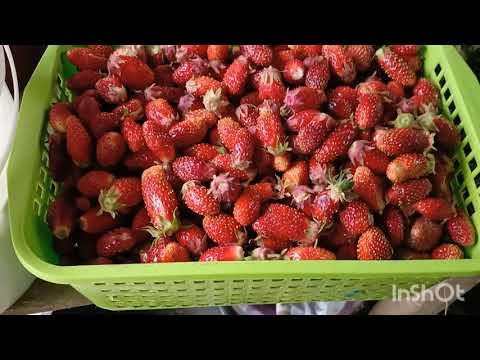 Видео: Мій город Що расте на городі на цей час...
