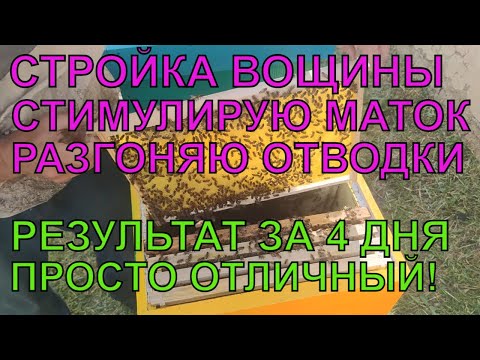 Видео: РАЗГОН И СТРОЙКА ВОЩИНЫ В МОЛОДЫХ ОТВОДКАХ СТИМУЛИРУЮ МАТОК НА ЗАСЕВ когда нет взятка результат ✅☝️🐝
