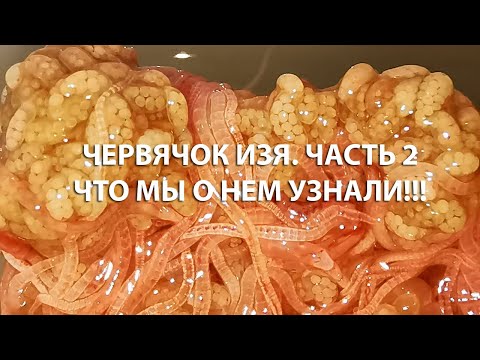 Видео: ЧЕРВЯЧОК ИЗЯ. ЧАСТЬ 2. ЧТО МЫ О НЕМ УЗНАЛИ. / WORM IZYA. PART 2. WHAT WE LEARNED ABOUT HIM.
