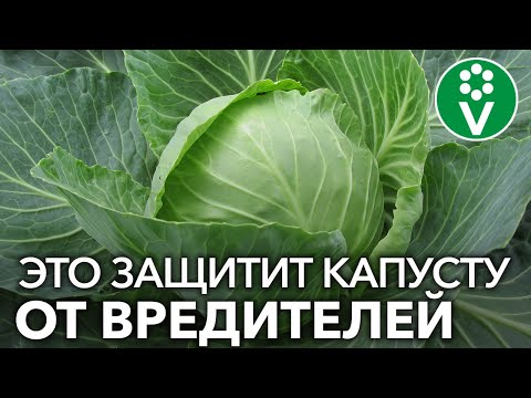 Видео: Почему на моей КАПУСТЕ НЕТ ВРЕДИТЕЛЕЙ? 3 АБСОЛЮТНО БЕЗОПАСНЫХ способа борьбы!