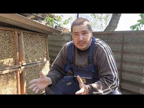 Видео: Пчелы Осмии🐝! Просто чудо 🐝!