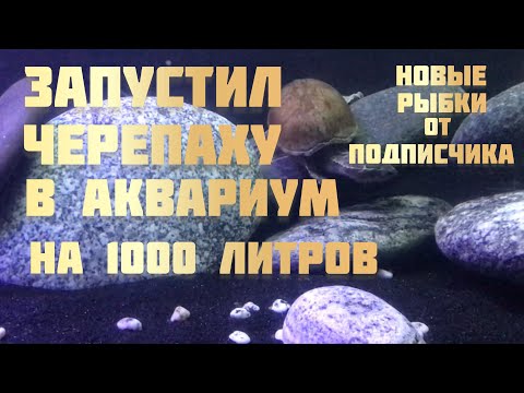 Видео: Черепаха в аквариуме на 1000 литров