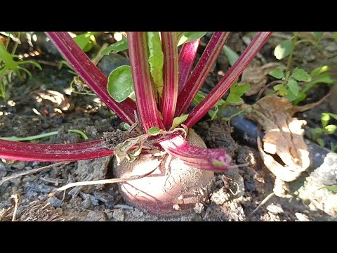 Видео: Қызылша өсіру. Көшеттен егу. #қызылша #свекла #бақша #баубақша