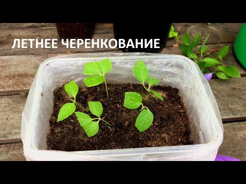 Видео: ЧТО ДЕЛАТЬ если клематис не растет?  ЛЕТНЕЕ ЧЕРЕНКОВАНИЕ клематисов, пересадка, обрезка .