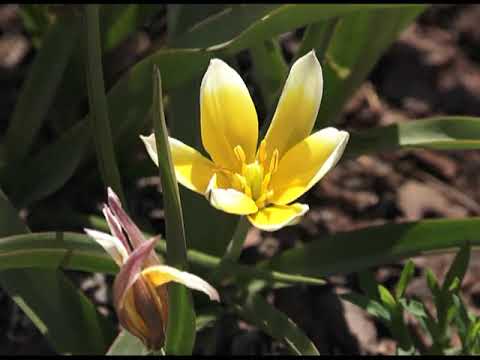 Видео: Зеленый сад фильм № 325 "Сад Елены Королёвой" от 26.12.20г. Хабаровск (zeleniisad.ru)