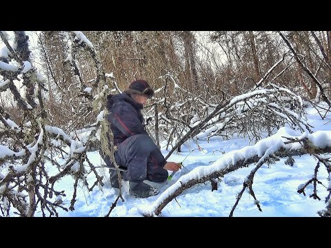 Видео: НЕВЕРОЯТНО! РУЧЕЙ ПО КОЛЕНО А РЫБЫ ПОЛНО!!! В ТАЙГЕ ИЩЕМ КРУПНЯК ! РЫБАЛКА НА ХАРИУСА