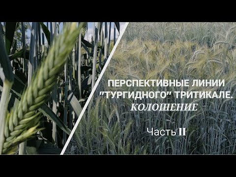 Видео: Тургидное Тритикале Будущие уже сегодня  Перспективные сорта (чсть 2)