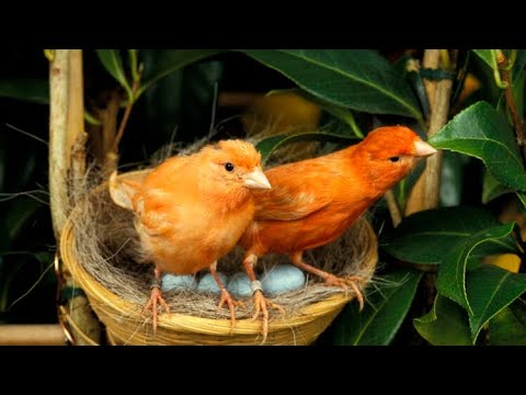 Видео: Разведение канареек. Нужно ли отсаживать кенара после кладки?