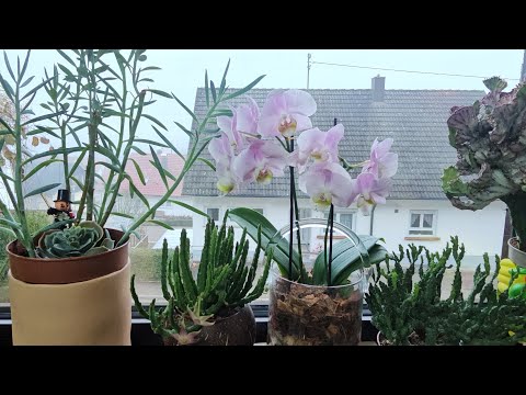 Видео: Комнатные растения пересадка #plants #top #garden #nature #топ #