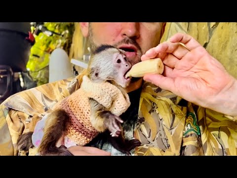 Видео: ВЫ ПОСМОТРИТЕ, как Финик уже ВО ВСЮ УПЛЕТАЕТ банан и виноград!