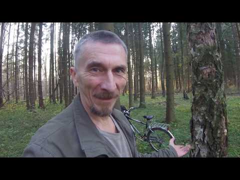 Видео: ФИОЛЕТОВАЯ РЯДОВКА,один из лучших грибных даров осени!