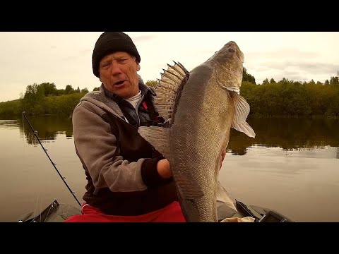 Видео: Волхов, огромный судак! Я таких и в магазине не видел!