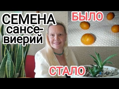Видео: Семена сансевиерии- 14 месяцев после посадки, как выросли, что изменилось #семена #сансевиерия 