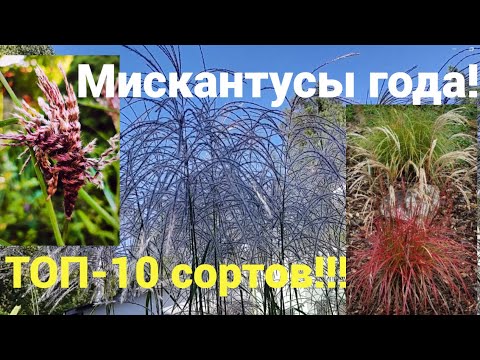 Видео: Сад в шоке!!!  Самые красивые мискантусы!  Секреты обрезки.