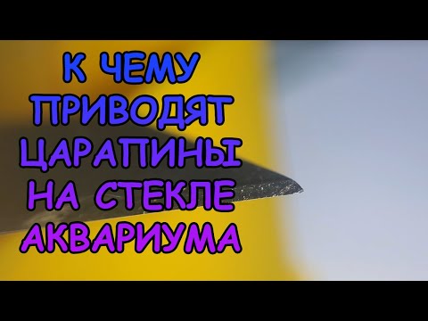 Видео: К ЧЕМУ ПРИВОДЯТ ЦАРАПИНЫ НА СТЕКЛЕ АКВАРИУМА?