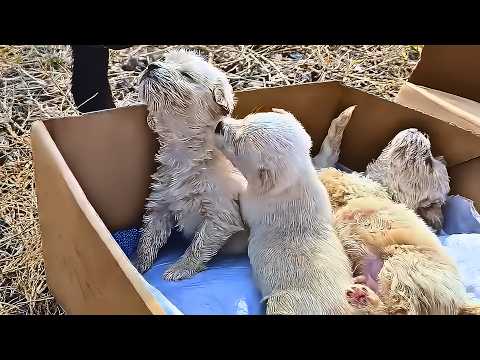 Видео: Брошенные щенки плачут о помощи, прохожие игнорируют их до тех пор, пока не происходит это.