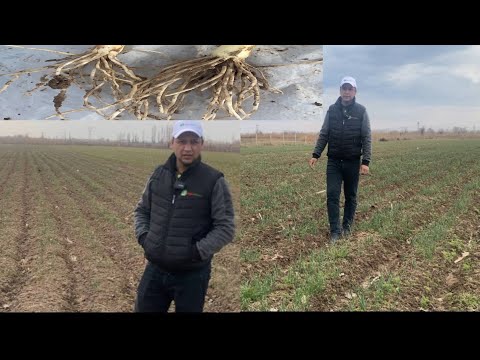 Видео: Ёш Пиёз илдизи бунчалик ривожланиб кетганини  курмагансиз ! Сирини очамиз 😉