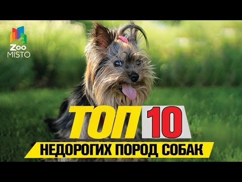 Видео: Топ 10 недорогих пород собак | Top 10 Inexpensive Dog Breeds