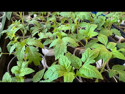 Видео: 650 стаканів з розсадою в міській квартирі. Моя розсада 8 квітня🍅🫑🌶️🍆