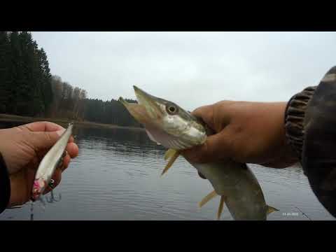 Видео: Осенняя щучка. Воблер от Bearking  VISION ONETEN 110 по мелководью и другие. Обзор рыбалки
