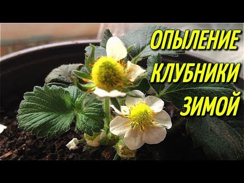 Видео: ОПЫЛЕНИЕ КЛУБНИКИ 🍓  НА ПОДОКОННИКЕ,ЗИМОЙ.