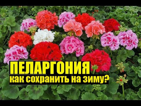 Видео: Черенкую пеларгонию/герань/калачик. Как на зиму сохранить цветок?
