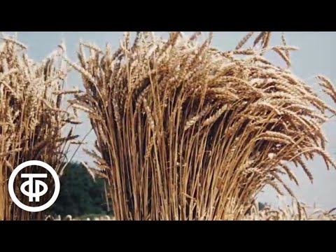 Видео: Селекционеры. Документальный фильм (1978)