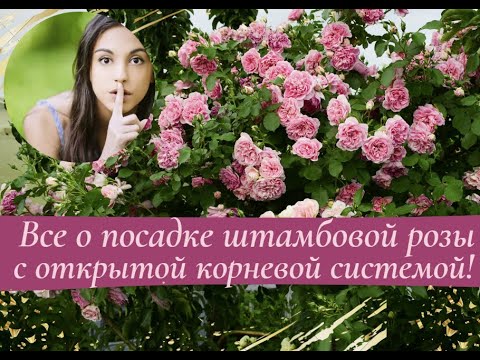Видео: Все о посадке штамбовой розы с открытой корневой системой!