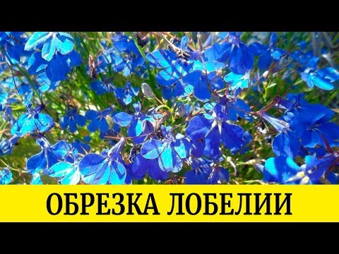 Видео: Как правильно обрезать лобелию? Сколько раз стричь лобелию?