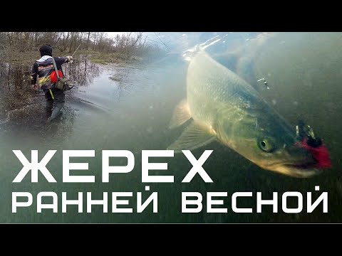 Видео: Жерех на спиннинг ранней весной 2021 / Где искать жереха на реке?