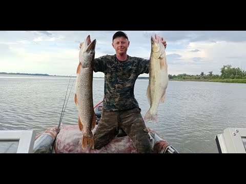 Видео: Рыбалка на Оби всегда трофейная!