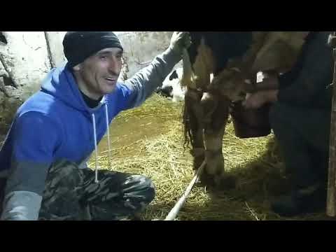 Видео: Отёл первотёлки//Как раздоить корову.