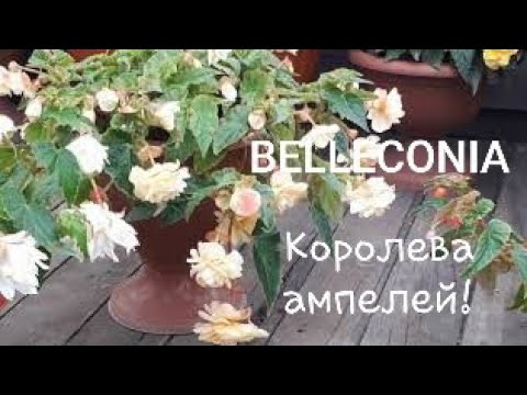 Видео: Бегонии беллеконии. Особенности.