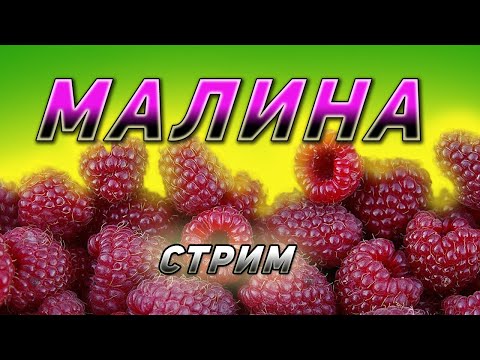 Видео: Малина. Выращиваем для реализации