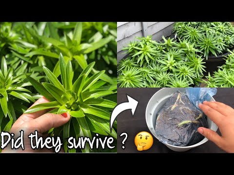 Видео: АЗИАТСКИЕ ЛИЛИИ: ВЕСЕННЕЕ ОБНОВЛЕНИЕ / МАЙ 2021