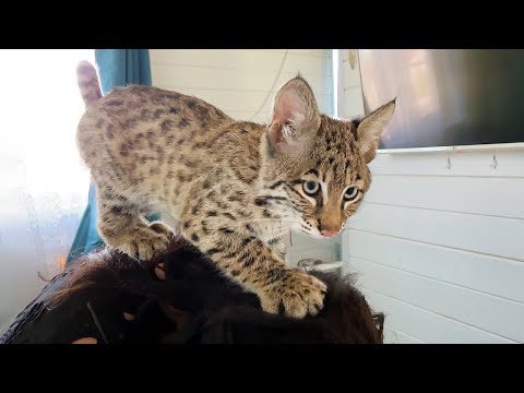 Видео: НЕУЛОВИМАЯ БОБКЭТ РОЗАЛИЯ / Рысь выгуливает человека