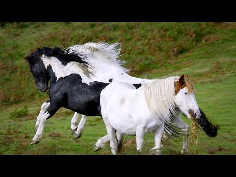 Видео: Погрузитесь в сердце дикой природы Франции