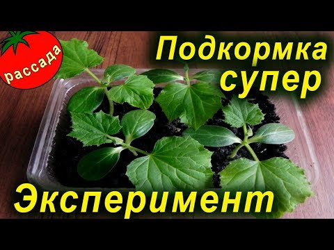 Видео: РАССАДА РАСТЕТ В 2 РАЗА БЫСТРЕЕ (подкормка рассады дрожжами)