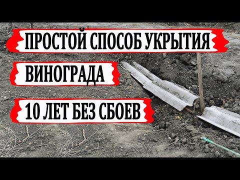 Видео: 🍇 Укрываю виноград так уже 10 лет. Самое простое и надежное укрытие винограда.