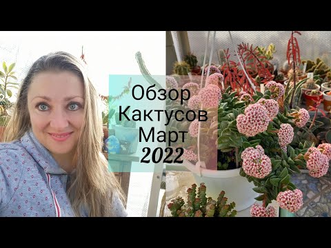 Видео: Долгожданный Обзор Кактусов в Беседке! Для вас мои зрители💓#обзор#обзоркактусов#кактусы