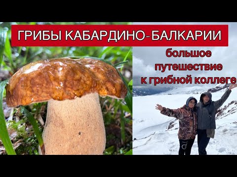 Видео: ЗА ГРИБАМИ К ЭЛЬБРУСУ | в гостях у коллеги в КБР 🍄❤️