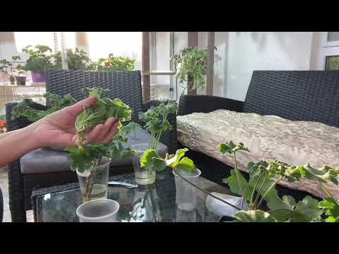 Видео: Пеларгонии. Разные виды укоренения, мои результаты 🌺🌺