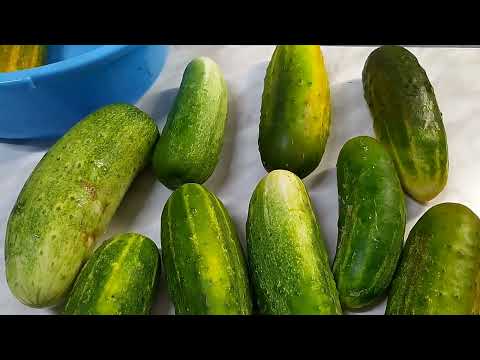 Видео: Что я делаю с огурцами-переростками?